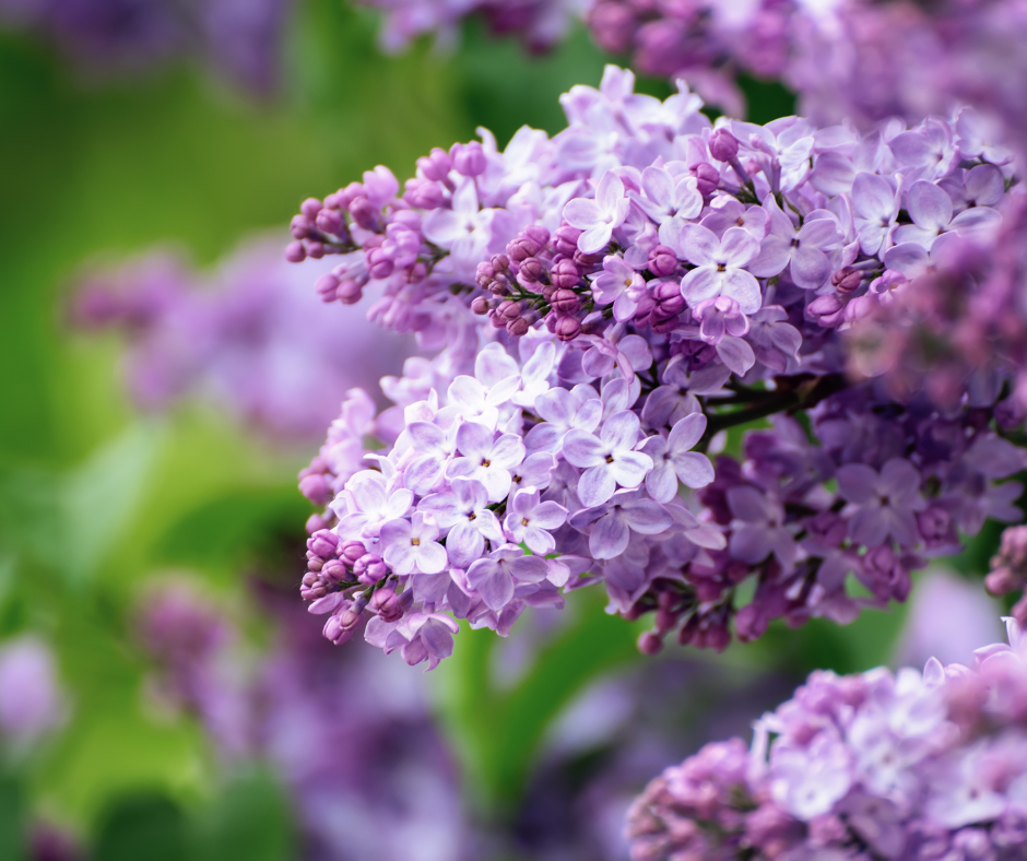 Spiral "LILAS"