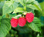 "RASPBERRY" Spiral