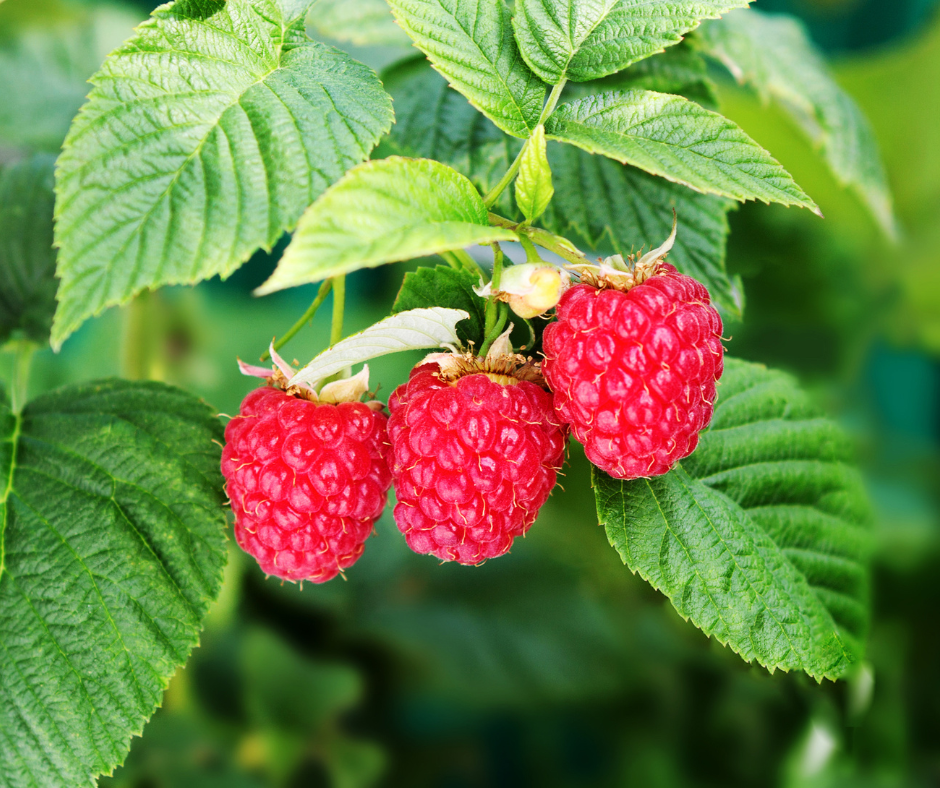 "RASPBERRY" Spiral