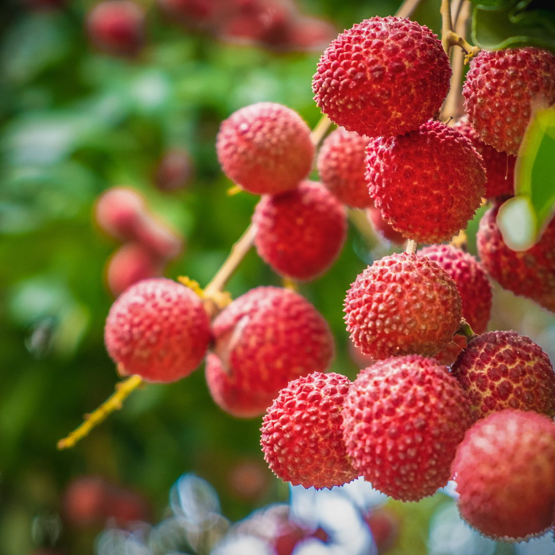 Geurkaars - Zoete Lychee 