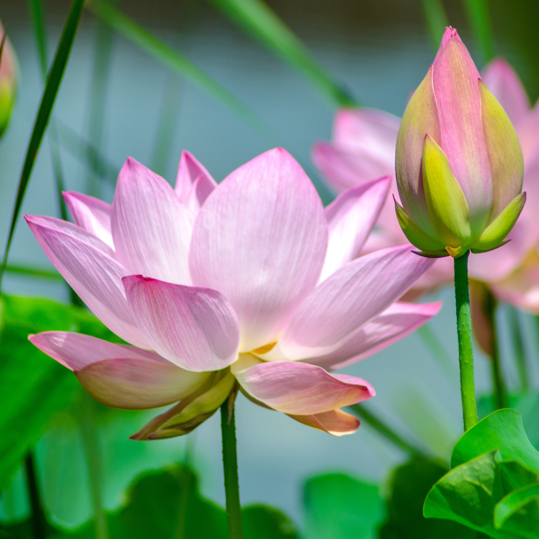 Bougie parfumée - Fleur de Lotus